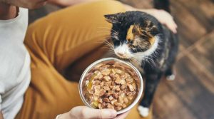 غذاهای خانگی مناسب برای گربه