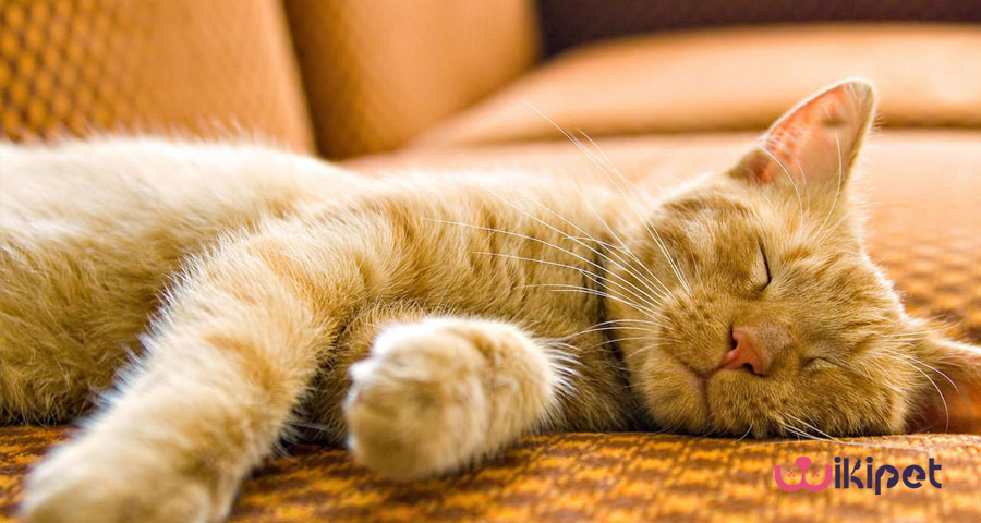 آیا گربه ها هم خواب می بینند؟