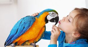 8 بیماری شایع در پرندگان خانگی