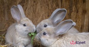 بیماری های شایع در خرگوش