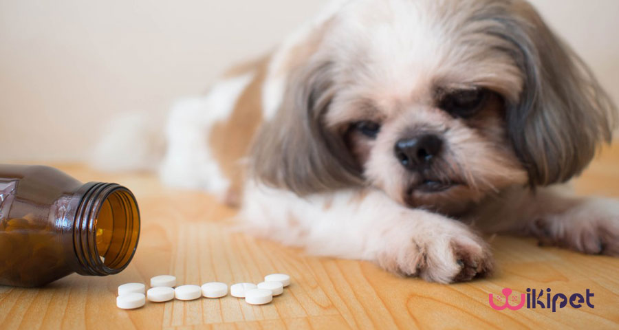 داروهای ممنوعه برای سگ و گربه ها
