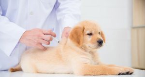 اهمیت واکسیناسیون در سگ ها